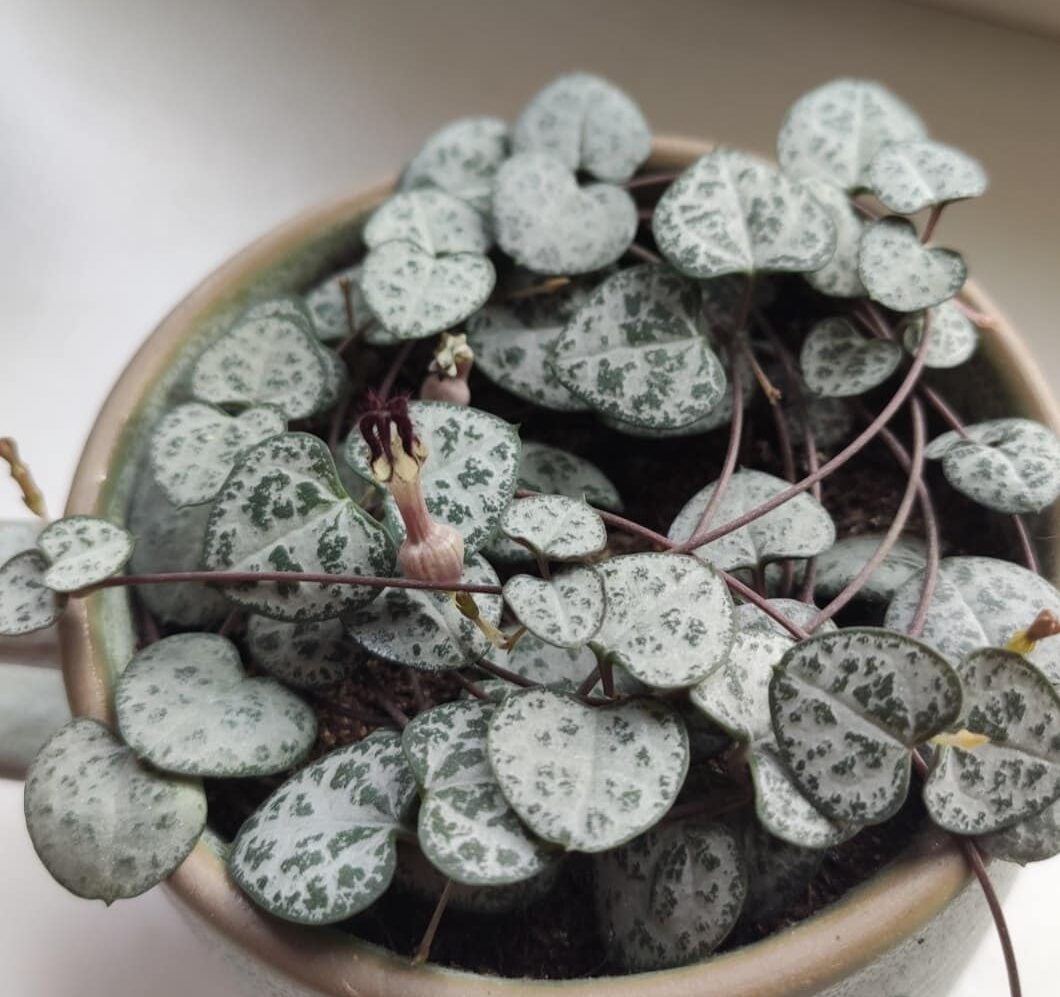 Ceropegia growing conditions
