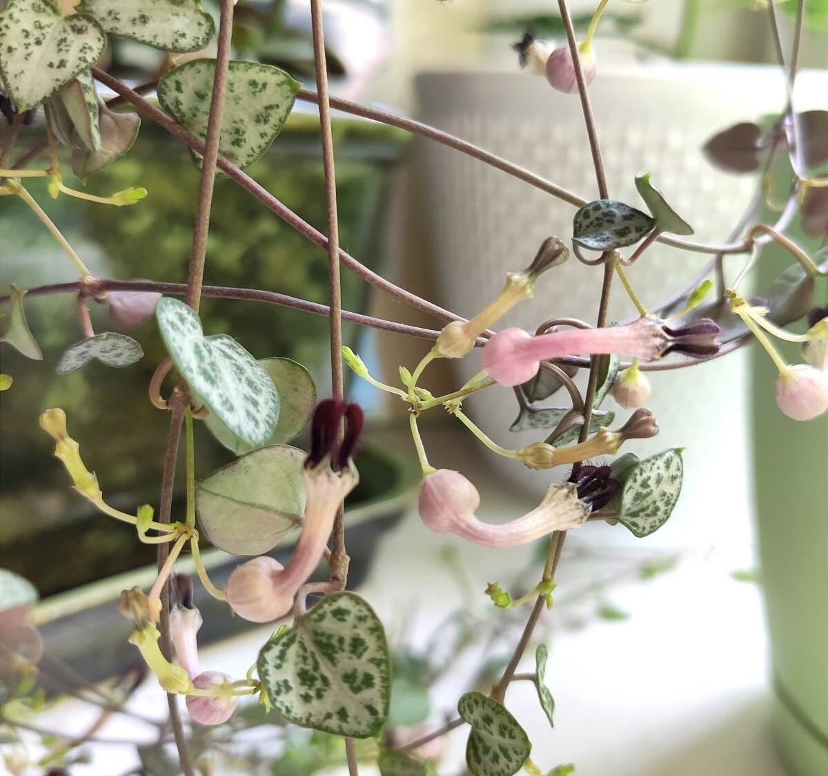 Healthy String of Hearts