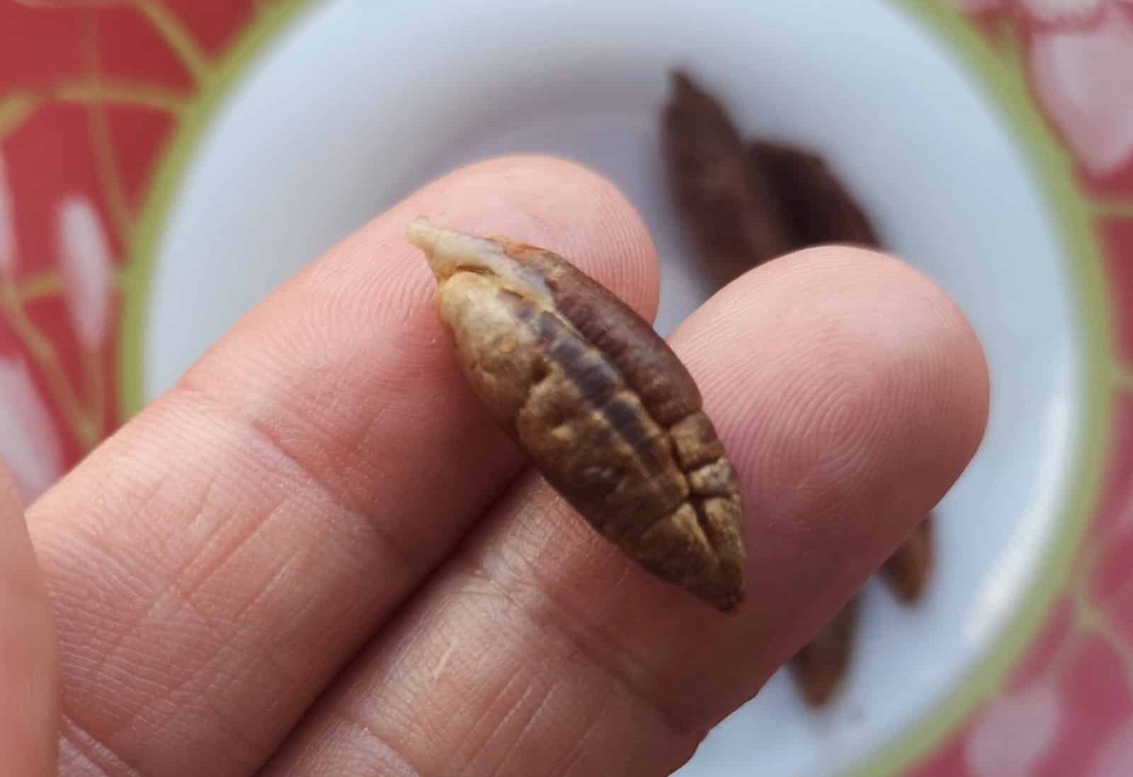Potting up a date palm seedling