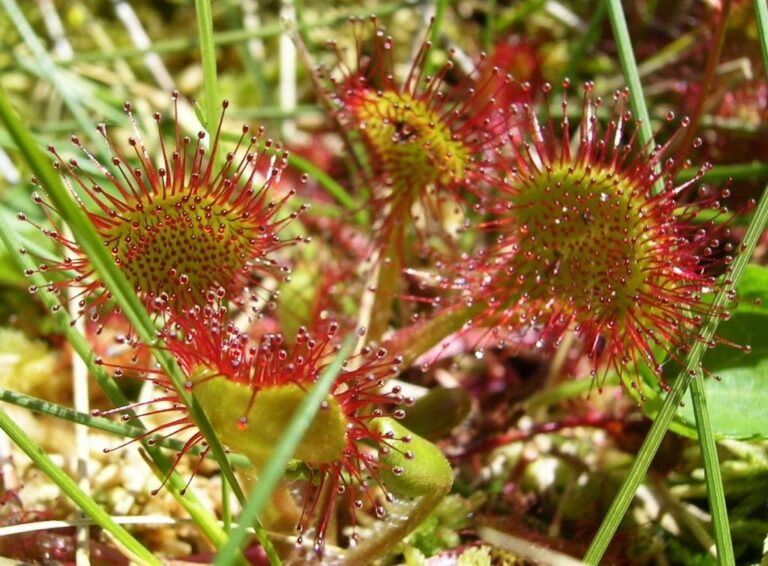 Sundew Plant Care