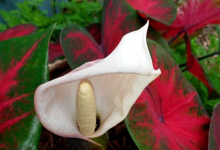 Caladium (Angel Wings): Indoor Care, Varieties & Growing Tips