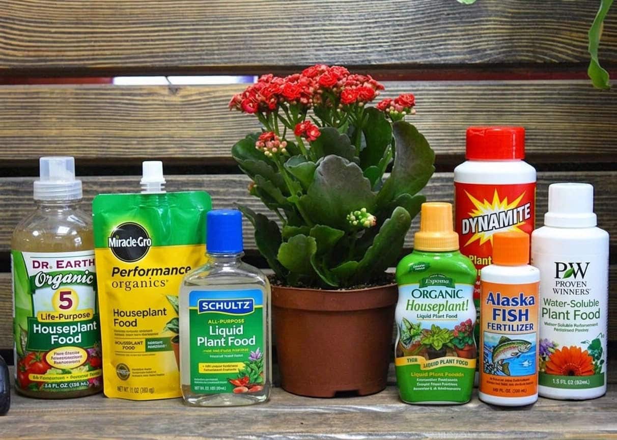 How to choose the right type of fertilizer